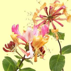 Honeysuckle Soy Candles and Wax Melts