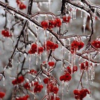 Winter Berry