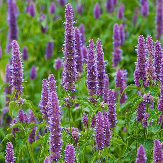 Patchouli Soy Candles and Wax Melts